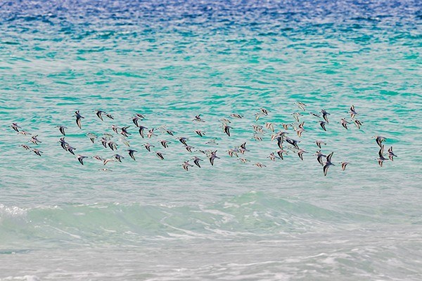 Sanderlings Flock Gulf of Mexico Photograph by Diane Davis