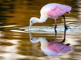 Roseate Spoonbill Feeding