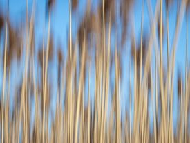 Salt Marsh Impression