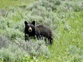 Bear: Yellowstone National Park