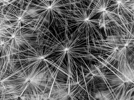 Dandelion Starburst, Jeff Kubick